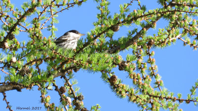 Paruline raye - Blackpoll Warbler