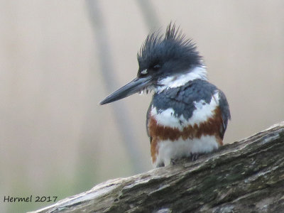 Martin-pcheur - Belted Kingfisher