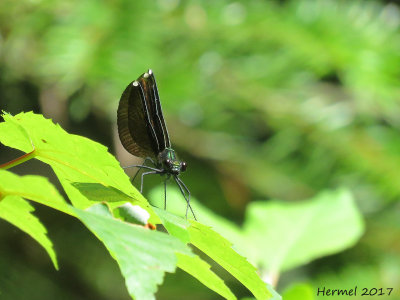 Demoiselle bistrée - Ebony Jewelwing