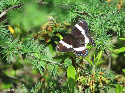 Amiral blanc - Limenitis arthemis - White admiral