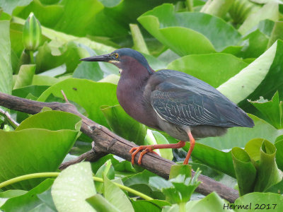 Hron vert - Green Heron