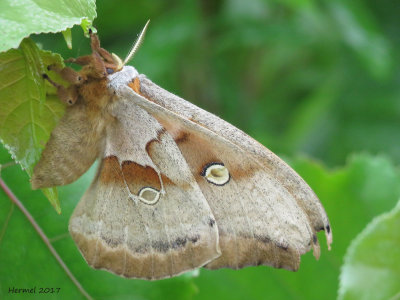 Polyphme - #7757 - polyphemus moth -antherarea polyphemus