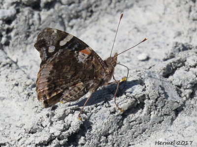 Vulcain - Red Admiral 