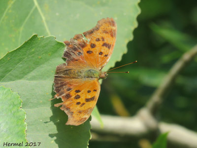 Polygone virgule -#4421 - Eastern Comma - Polygonia comma