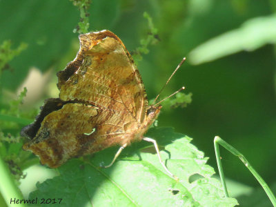 Polygone virgule -#4421 - Eastern Comma - Polygonia comma