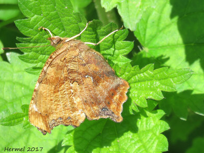 Polygone virgule -#4421 - Eastern Comma - Polygonia comma