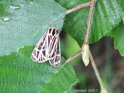 Apentèse vierge - Virgin tiger moth -#8197 Grammia virgo