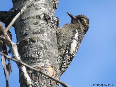 Pic macul - juv -  Yellow-bellied Sapsucker