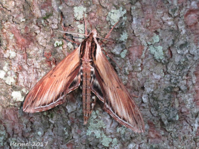 Sphinx du laurier - Laurel  sphinx - #7809 - sphinx kalmiae