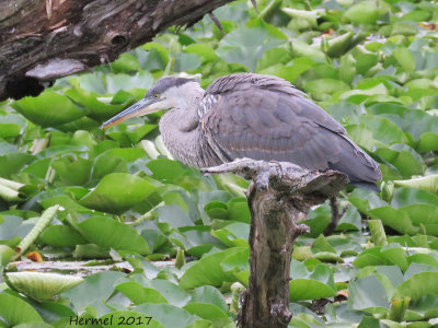 Grand Héron - Great blue Heron