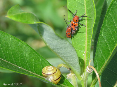 Longicorne de l'asclépiade - Red milkweed beetle - tetraopes tetrophtalmus