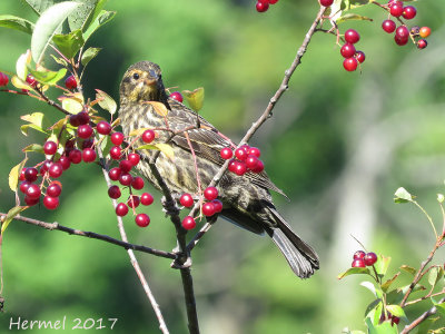 Carouge  paulettes  - Red-winged Blackbird 