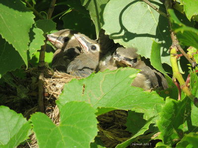 Jaseur d'Amérique - Cedar Waxwing
