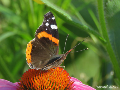 Vulcain - Red Admiral 