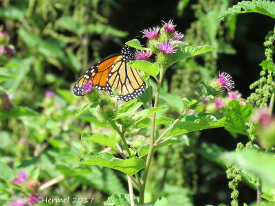  Monarque -Monarch- #4614 - danaus plexippus