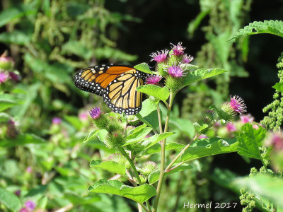  Monarque -Monarch- #4614 - danaus plexippus