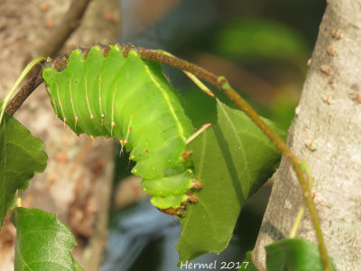 Chenille de polyphme -polyphemus moth caterpillar