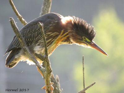 Hron vert - Green Heron