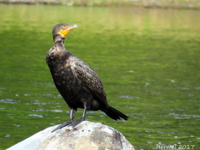 Cormoran  aigrettes - doouble-crested Cormorant