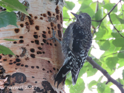 Pic macul - juv - Yellow-bellied Sapsucker