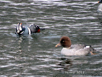 Arlequin plongeur, Garrot  oeil d'or - Halequin Duck, Goldeneye