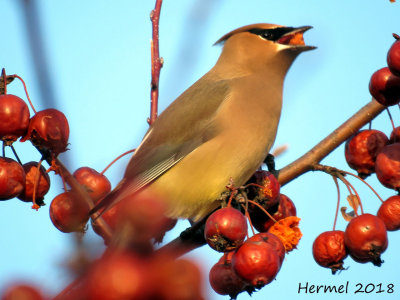 Jaseur d'Amérique - Cedar Waxwing