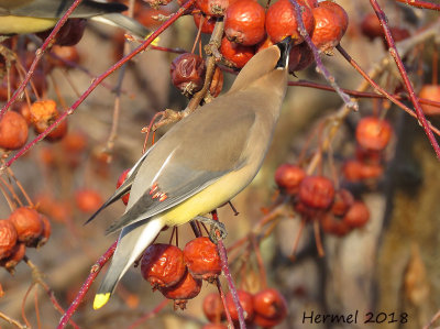 Jaseur d'Amrique - Cedar Waxwing