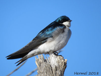 Hirondelle bicolore - Tree Swallow