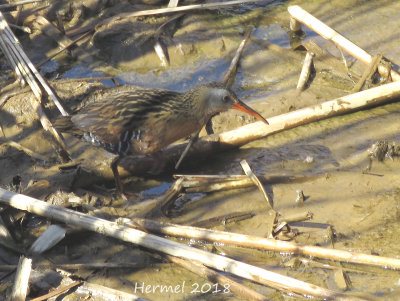 Rle de Virginie - Virginia Rail