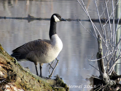 Bernache du Canada - Canada Goose