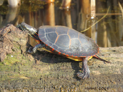 Tortue peinte - Painted turtle