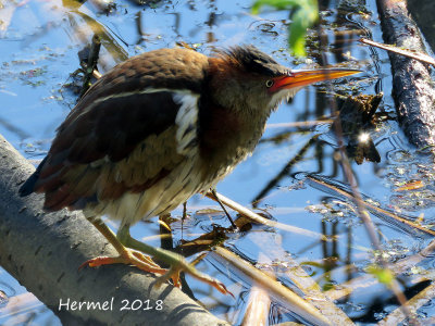 Petit Blongios - 070621 - Least Bittern