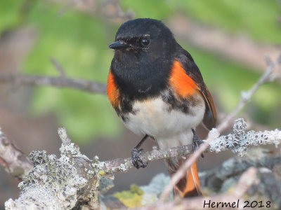 Paruline flamboyante - American Redstart