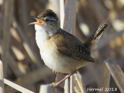 Troglodyte des marais - Marsh Wren