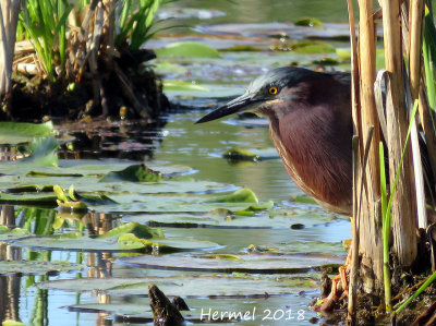 Hron vert - Green Heron