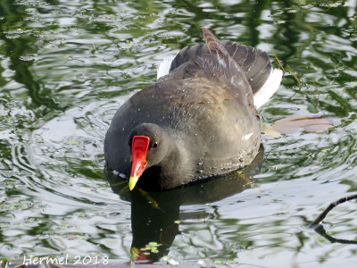 Galinule d'Amrique - Common Moorhen