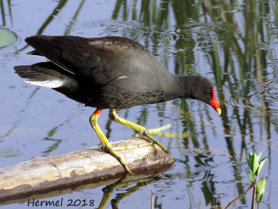 Galinule d'Amrique - Common Moorhen