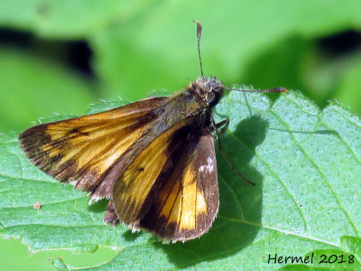 Hespérie hobomok - #4059 - Hobomok Skipper - Poanes hobomok