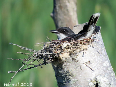 Tyran tritri -  Eastern Kingbird