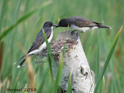 Tyran tritri -  Eastern Kingbird