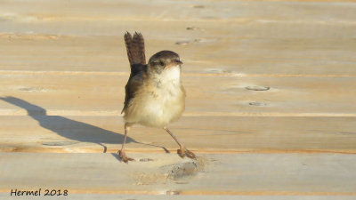 Troglodyte des marais - (Juv)  -Marsh Wren