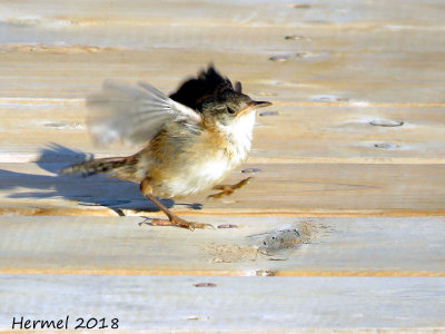 Troglodyte des marais - (Juv)  -Marsh Wren