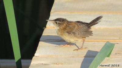 Troglodyte des marais - (Juv)  -Marsh Wren