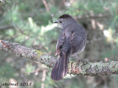 Moqueur chat - Gray Catbird