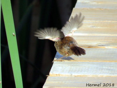 Troglodyte des marais - (Juv)  -Marsh Wren