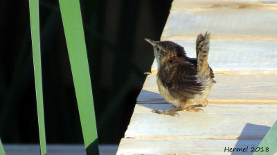 Troglodyte des marais - (Juv)  -Marsh Wren
