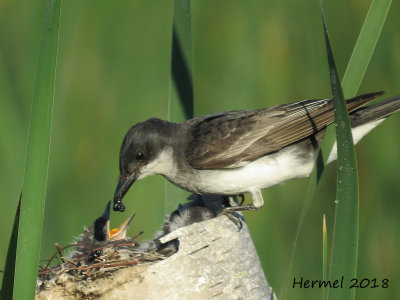 Tyran tritri -  Eastern Kingbird