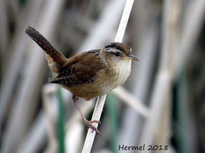 Troglodyte des marais - Marsh Wren