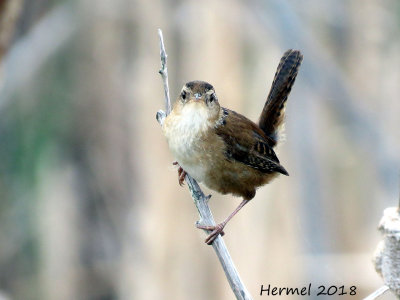 Troglodyte des marais - Marsh Wren