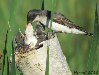 Tyran tritri -  Eastern Kingbird